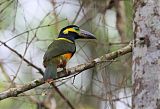 Golden-collared Toucanetborder=